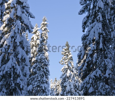 Tall trees and branches covered of snow. Heavy snow on the spruce, firs and sunlit from the right.