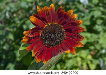 Sunflower in red. Close up on a common sunflower in sunshine, red and yellow flower.
