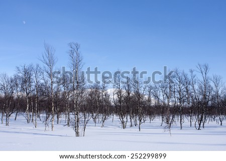 Sunny day in the Scandinavian mountains. Clean white snow, mountain birch forest and covered landscape.