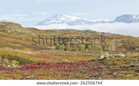 Arctostaphylos alpinus, red bear-berry on the tundra. Fog and mountain in the background.