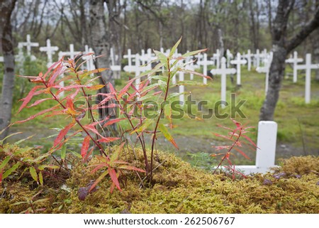 Autumn, fall and colored plants this side a cemetery. White cross on a hill. Wet leaves from a rain. Fire-weed.