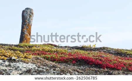 Arctostaphylos alpinus, red bear-berry on a rocky ground. Sejte, a holy stone among the Lapps, Sami in the Nordic County.