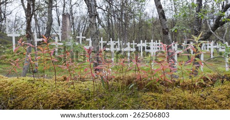 Autumn, fall and colored plants this side a cemetery. White cross on a hill. Wet leaves from a rain. Fire-weed.