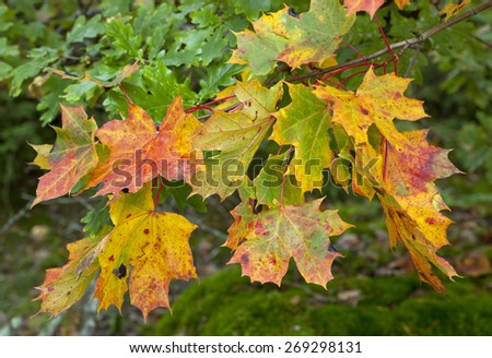 Close up on golden and colorful maple leaves on a twig. Pure autumn colors outdoor.