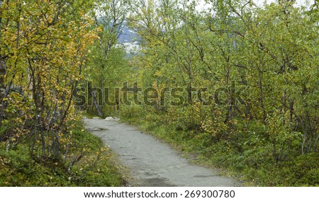 Traveling on foot or bike in the Nordic County. Path, trail in autumn colors surrounded by mountain birches.