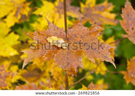 Golden and colorful maple leaves on a twig. Pure autumn colors outdoor. Little oak leaf on the maple.