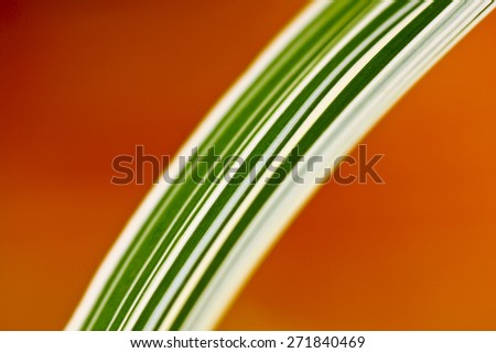 Colorful plants, flowers in a garden during spring and summer. A green and white rainbow.