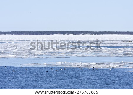 Coast, coastline and shore of the Baltic Sea in March during the day, hours when the ice at sea breaks up. Sunny day by the sea. Golden-eye, Bucephala clangula in a pond this side.