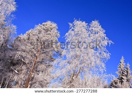 Frost and rime in the trees. Cold winter day, bright sunshine and blue sky.