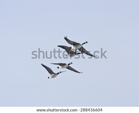 A group, flock of Canadian Geese, Branta canadensis flies in the sky. Early morning in spring