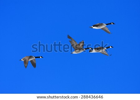 A group of Canadian Geese, Branta canadensis flies in the blue sky. Early morning in spring.