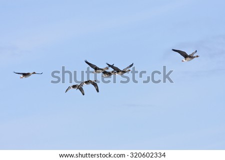 Bean goose in formation, bird migration. Anser fabalis, in seasonal movement between breeding and wintering grounds.