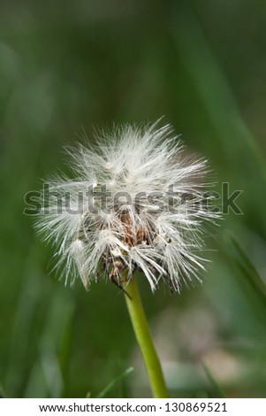 dandelion weed in seed with Bokeh grass background
