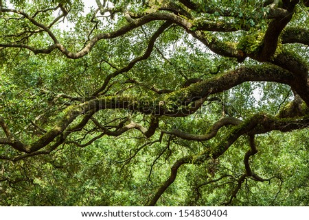 Savannah Georgia Live Oak trees in a square