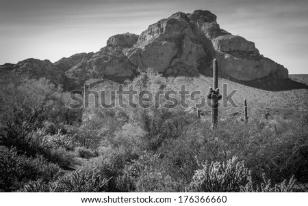 desert landscape in phoenix arizona black and white