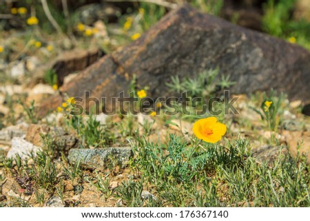 yellow desert flower in the rocks of Phoenix Arizona