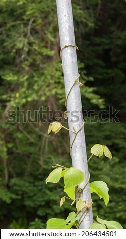 Kudzu vine ivy grouth in southern usa Georgia