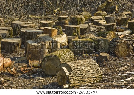 Bunch of old wooden blocks in spring forest