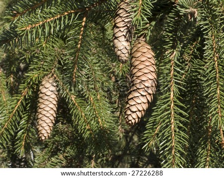 Fir branch with cones in sunny winter forest