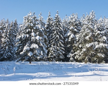 Fir trees under snow in sunny winter forest, Russia