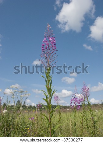 Rose bay flower on the meadow with blue sky background