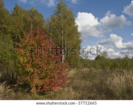 Edge of autumn birch forest with cloudy sky background on sunny day, Russia