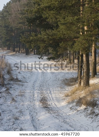 Country earth road along the pine grove in winter sunny day