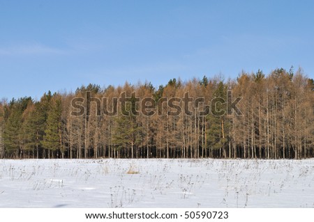 View of bare larch trees in sunny winter forest