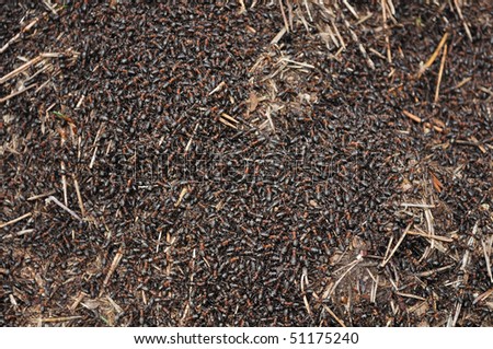 Close up of ant hill background in spring time