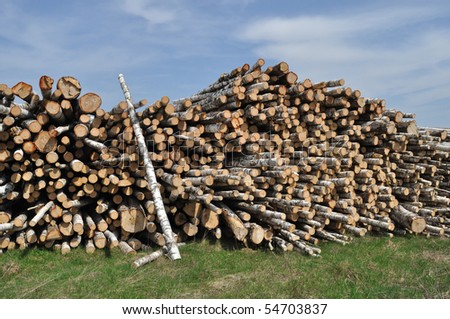 Birch logs pile at forest edge
