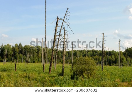 Withered tree trunks in the swamp at the forest edge in summer