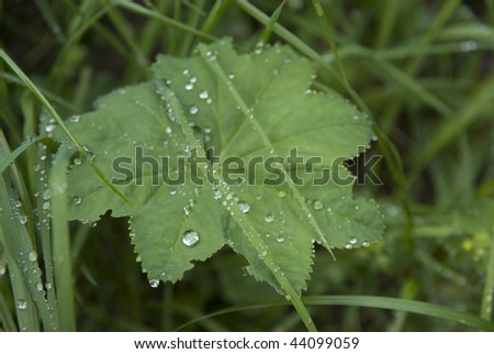 raindrops on grass and leaf
