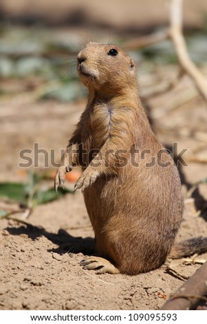 cute little prairie dog eating a carrot