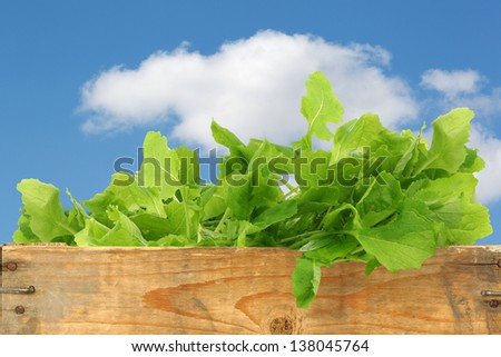 fresh turnip tops (turnip greens) in a wooden crate against a blue sky with clouds