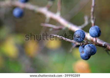 blue berries on a bare branch