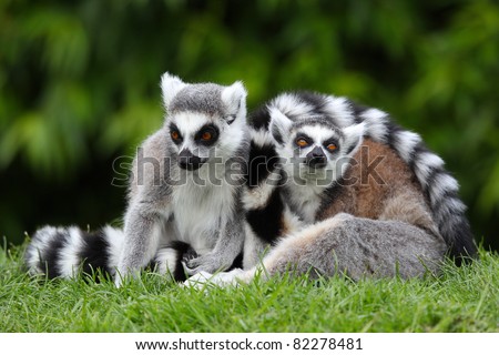 two ring tailed lemurs on grassy patch
