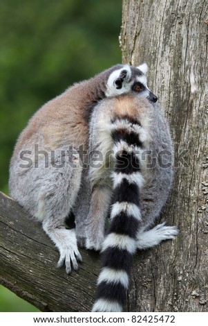 Two ring tailed lemurs relaxing in a tree
