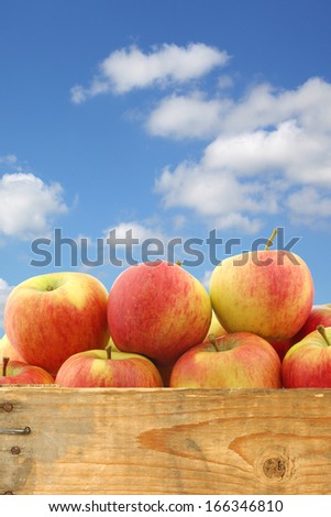 New Dutch apple variety called \