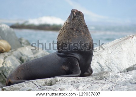 Sea Lions colony, Beagle Channel, Argentina