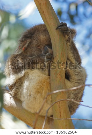 Sleeping Koala in a blue gum tree, Kangaroo Island, Australia