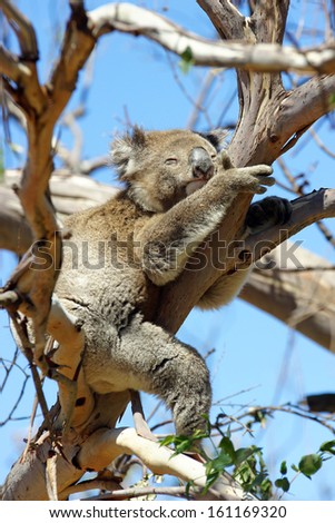 Sleeping Koala in a Blue Gum Tree, Great Ocean Road, Australia