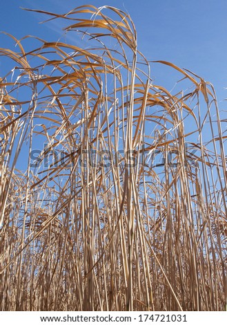 Dry Energy Grasses, raw material for renewable energy production
