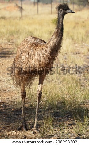 Emu, big bird of the Northern Territory, Australia