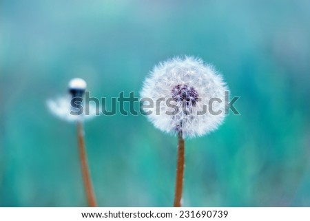 Dandelions on natural blue background