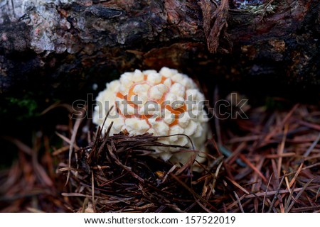 poisoned mushroom