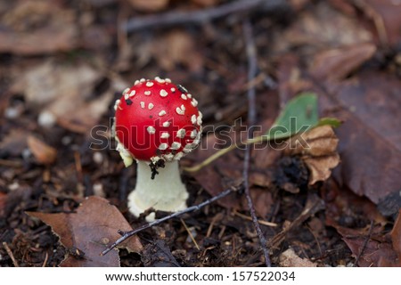 poisoned mushroom