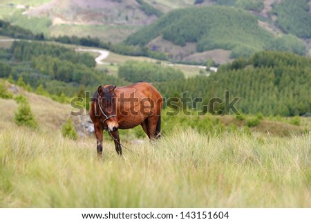 Peruvian horse