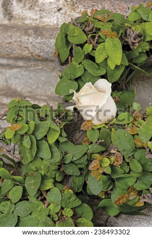 A WHITE ROSE IN IVY