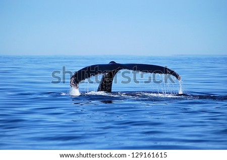 humpback whale shows fluke