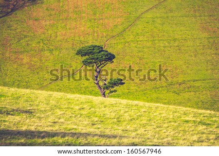 Single tree growing amongst rolling green hills